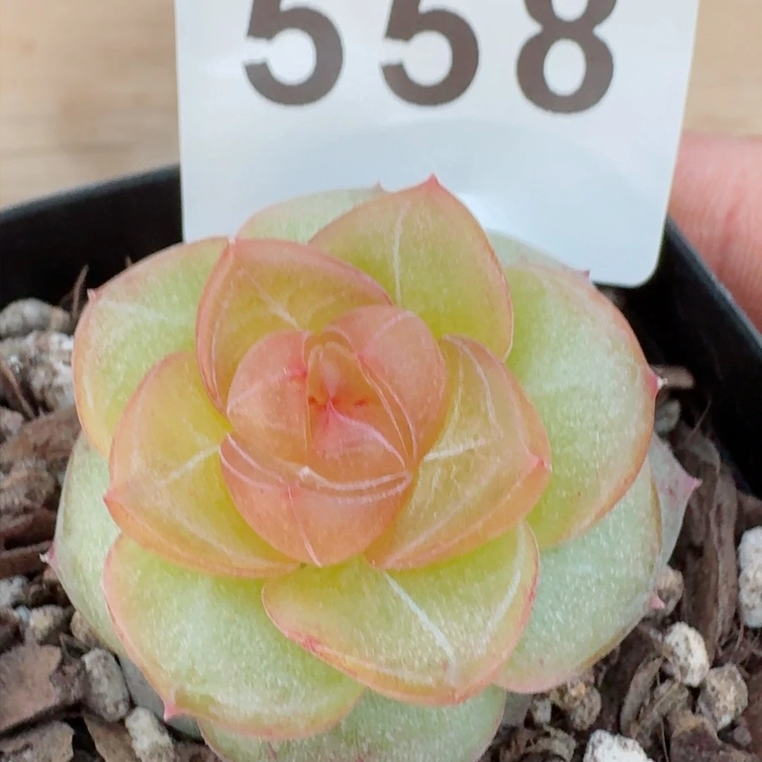 玛瑙珍妮         精品多肉