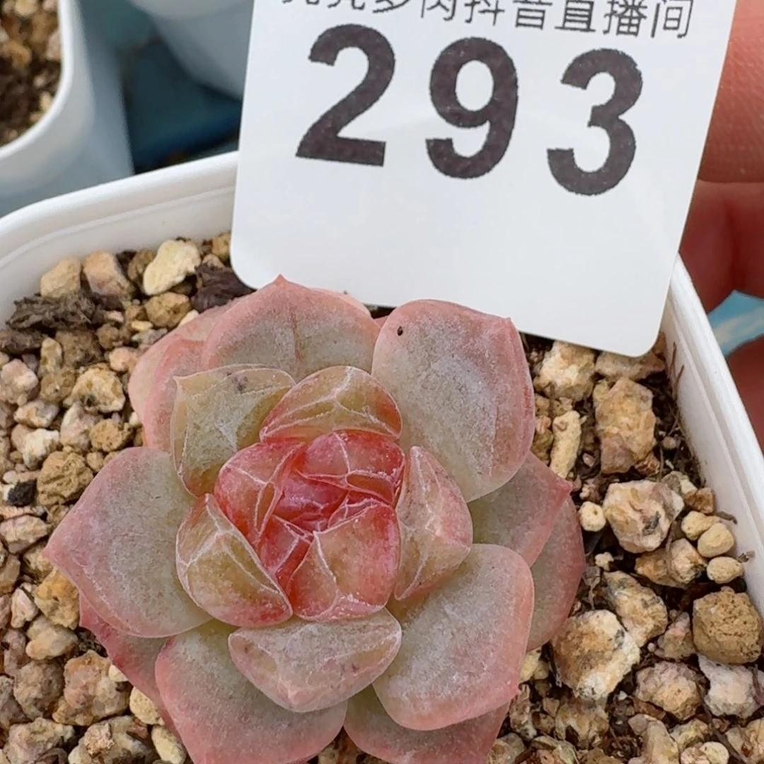 琉璃冰魄 精品多肉