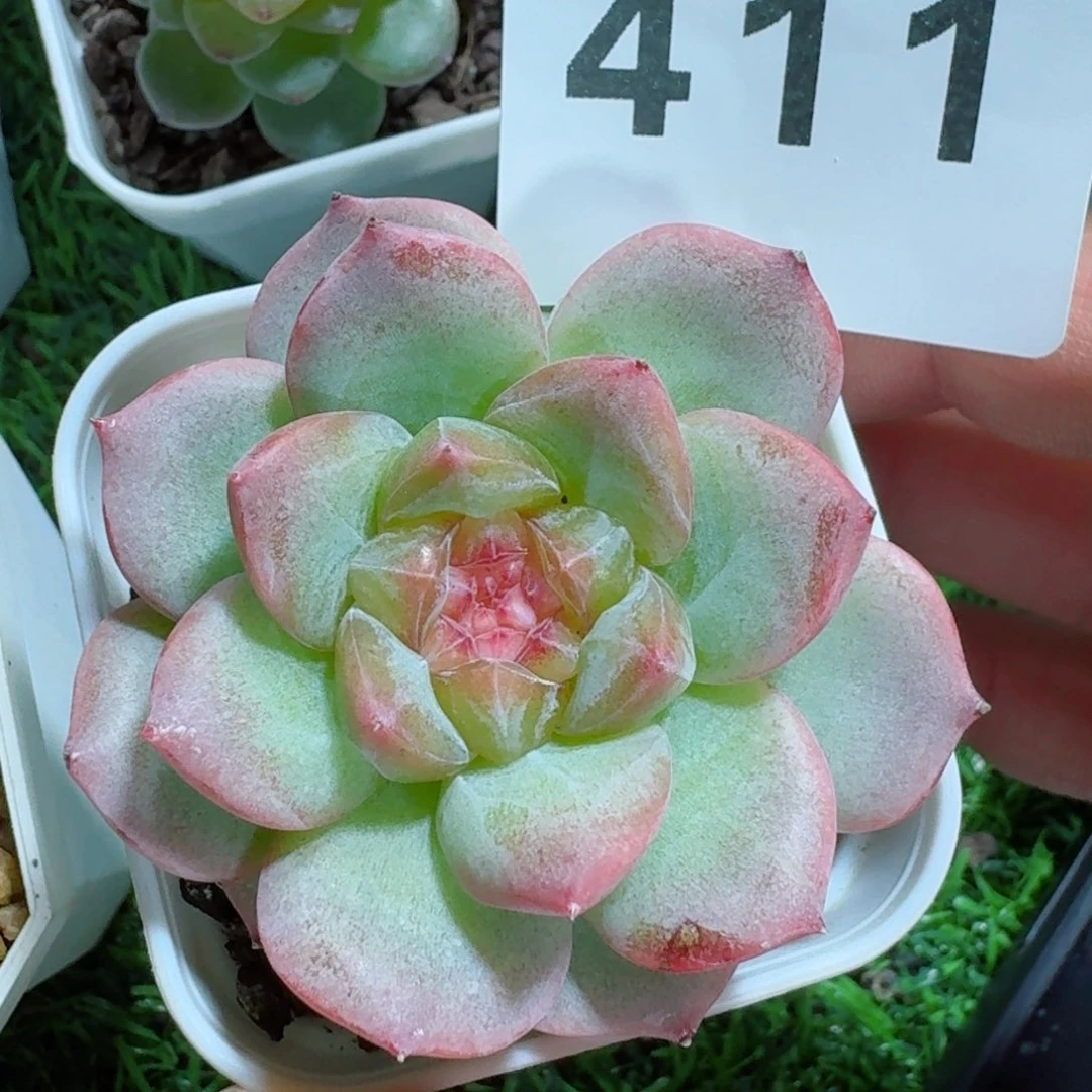 晴芸珍妮         精品多肉
