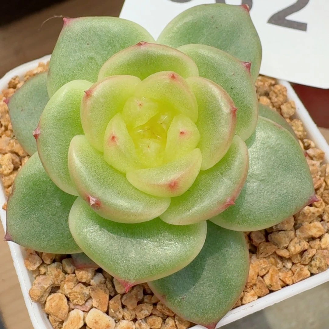 玉芷珍妮         精品多肉