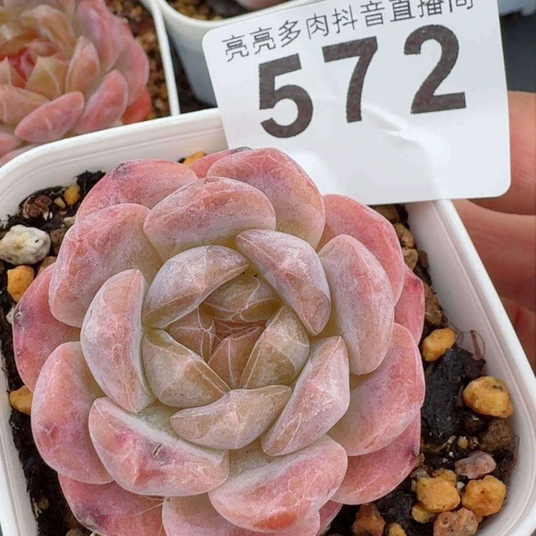 糯冰魄         精品多肉