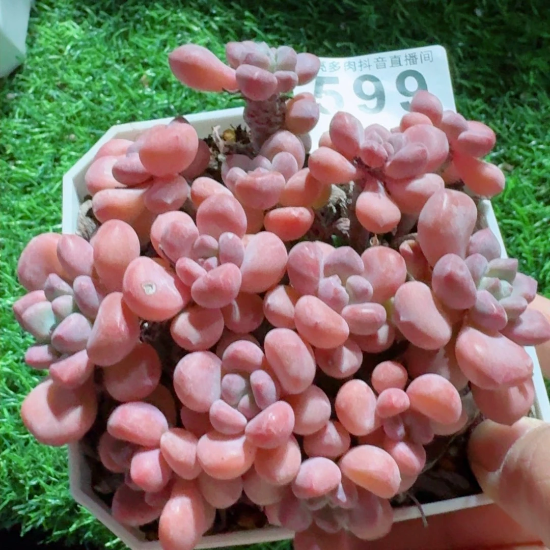 木糖醇         精品多肉