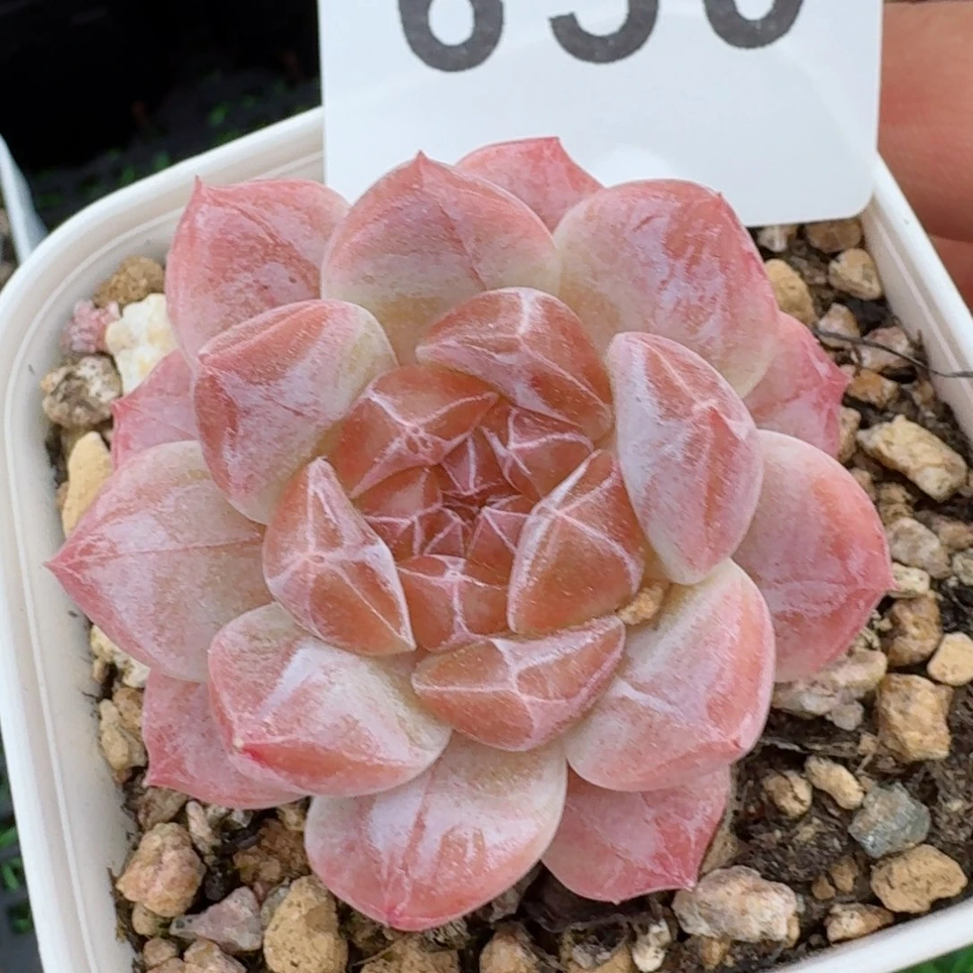 雪花冰魄         精品多肉