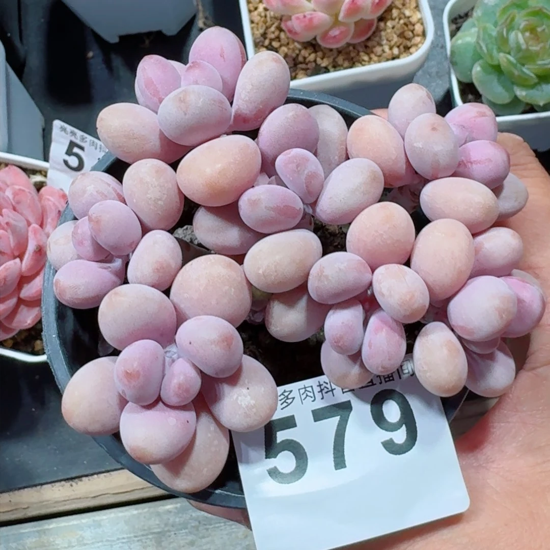 桃蛋老桩         精品多肉