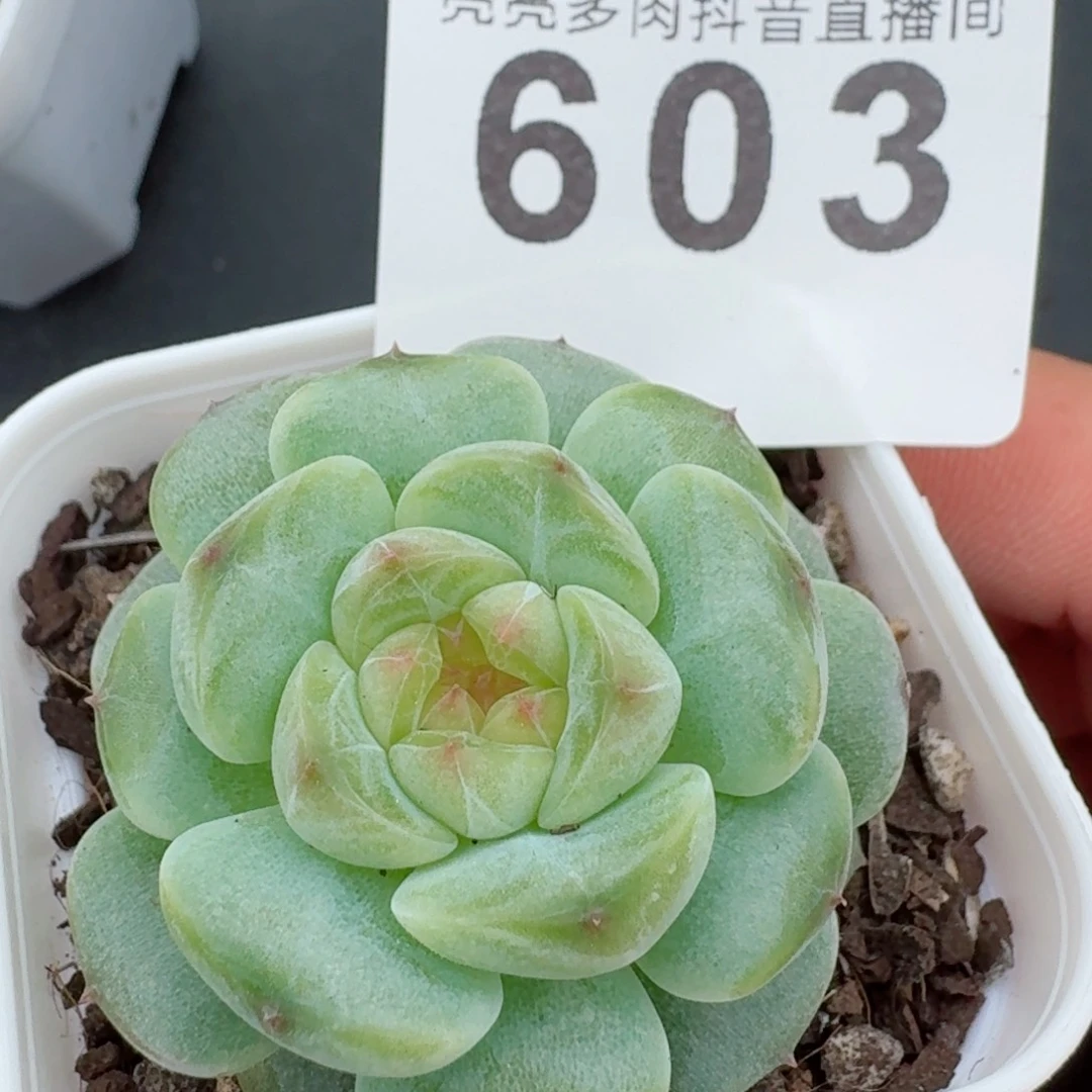 蔷薇珍妮         精品多肉
