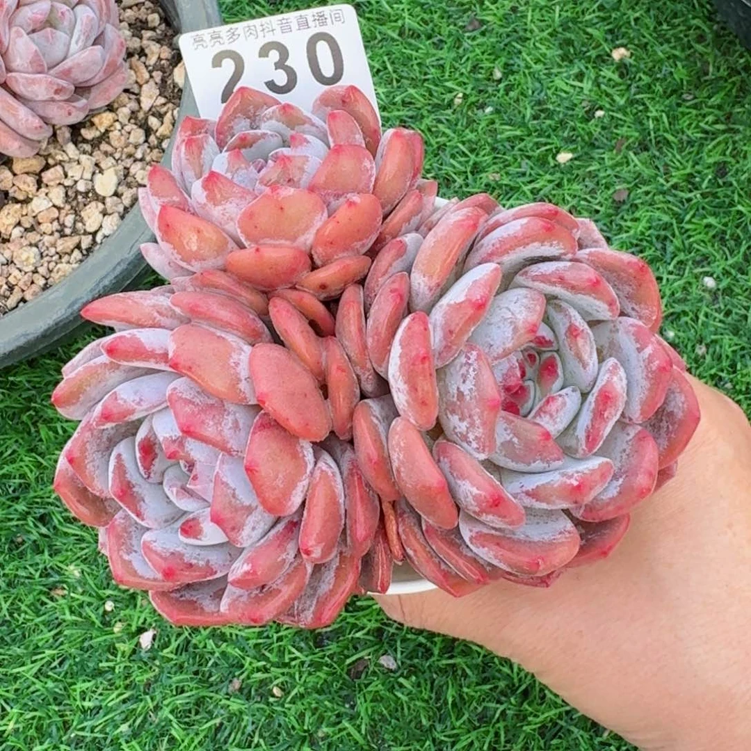 星影橙         精品多肉