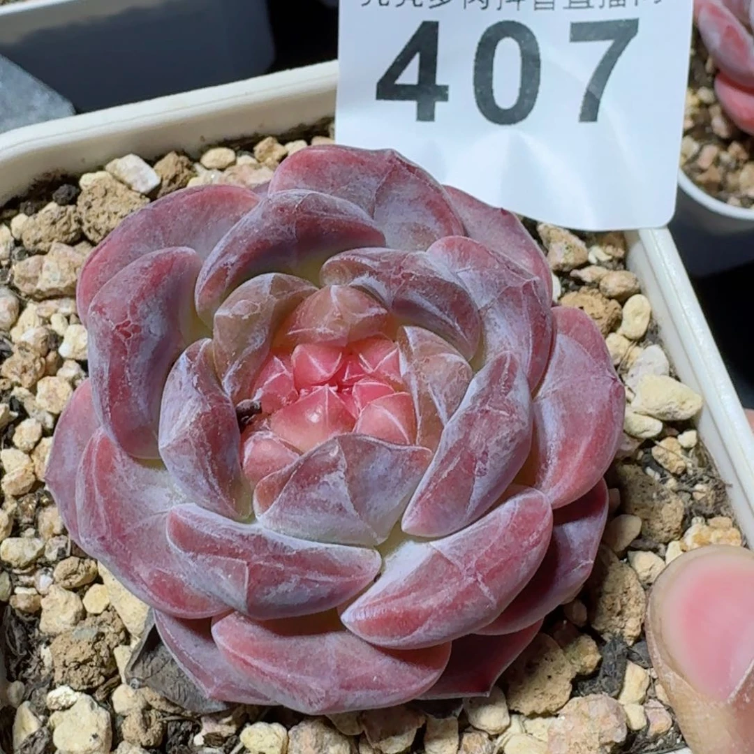 虎魄         精品多肉