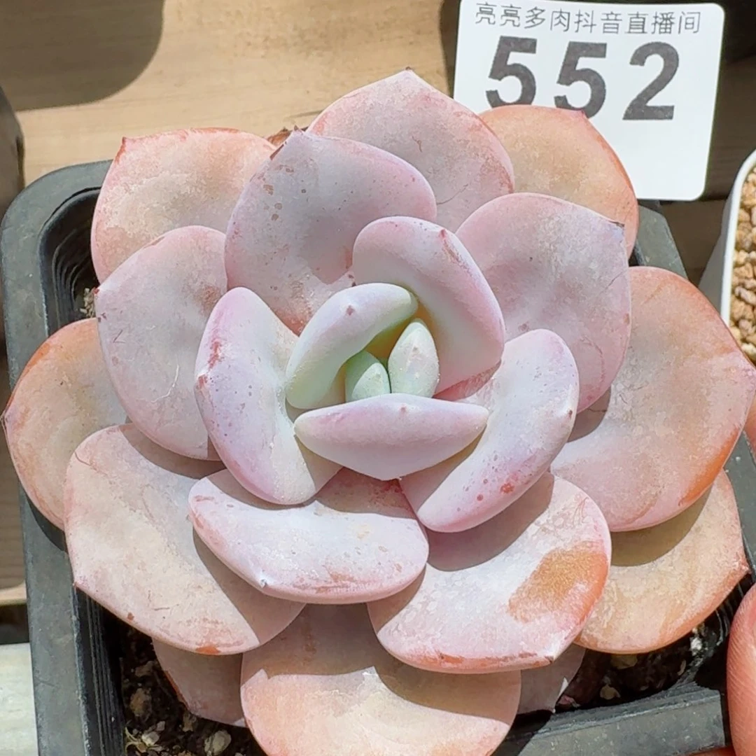 奶茶老桩         精品多肉