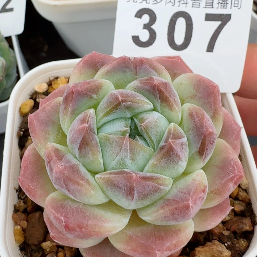 巧克力冰魄浅色底         精品多肉