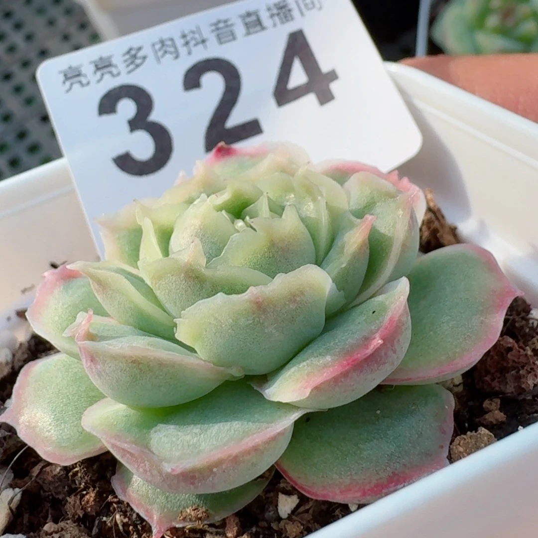 水晶虾饺         精品多肉