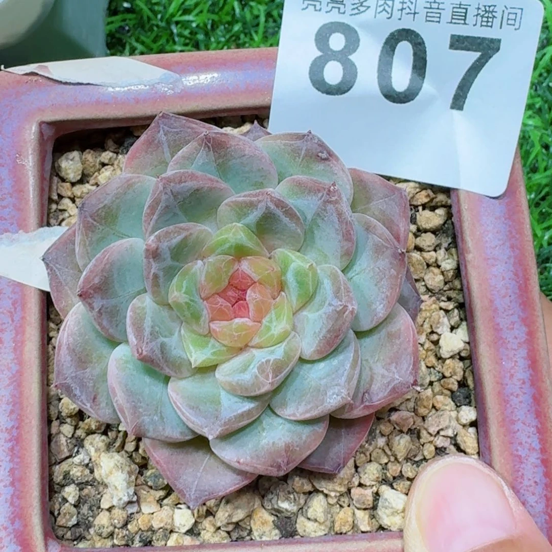 草莓虎魄         精品多肉