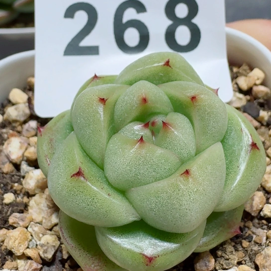 孤品         精品多肉