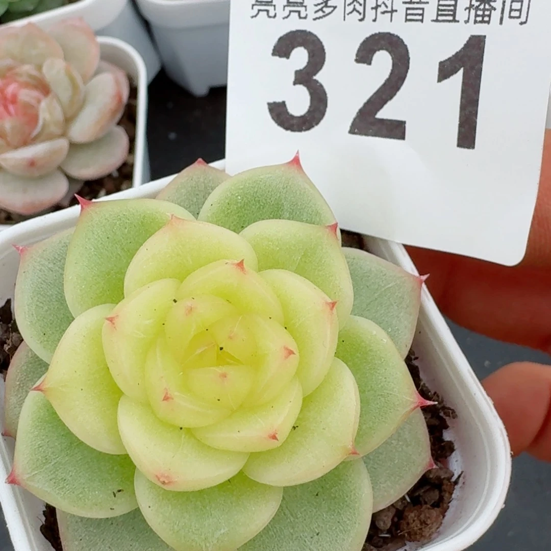 皇冠珍妮         精品多肉