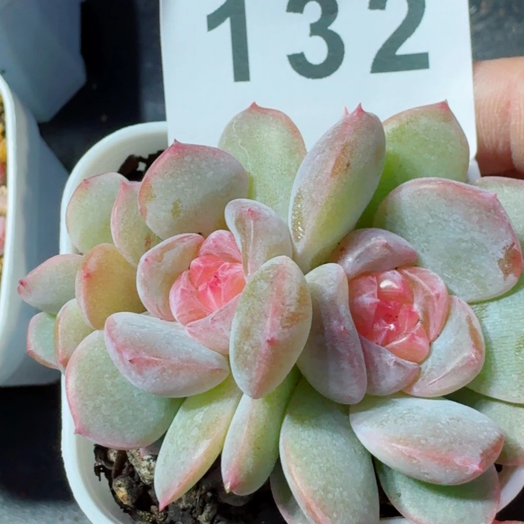 珍妮群生         精品多肉