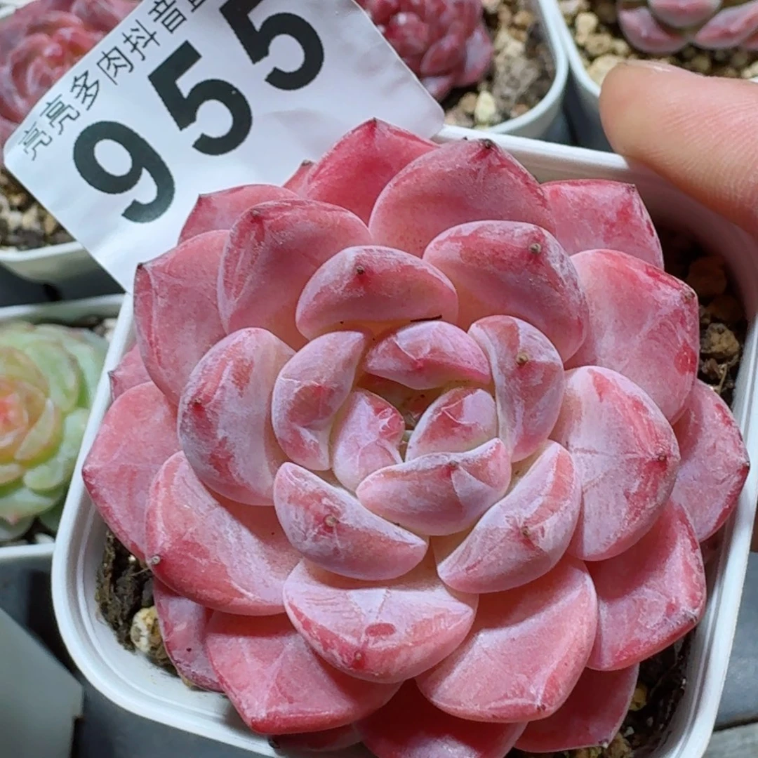 粉魄         精品多肉