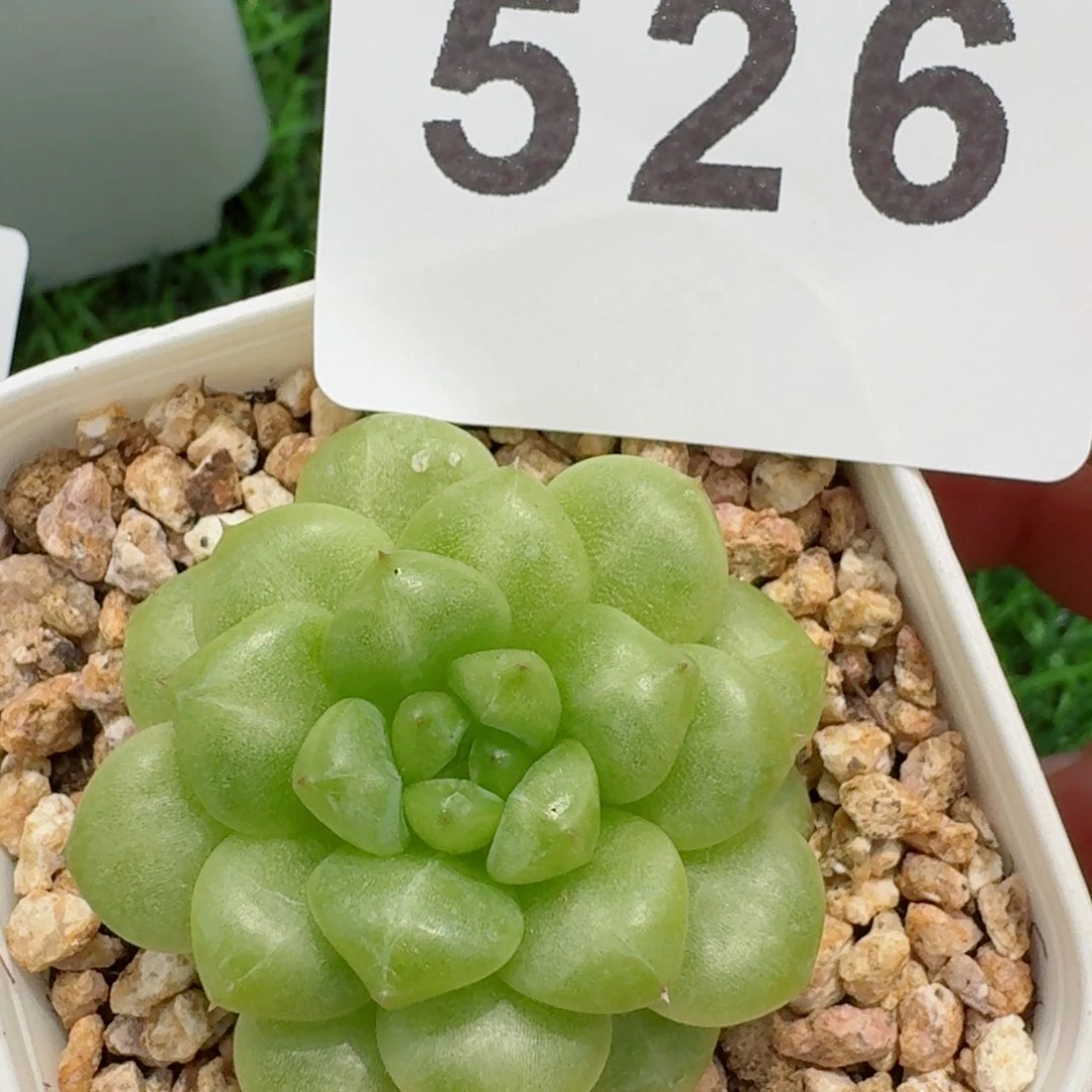 绿水鬼         精品多肉