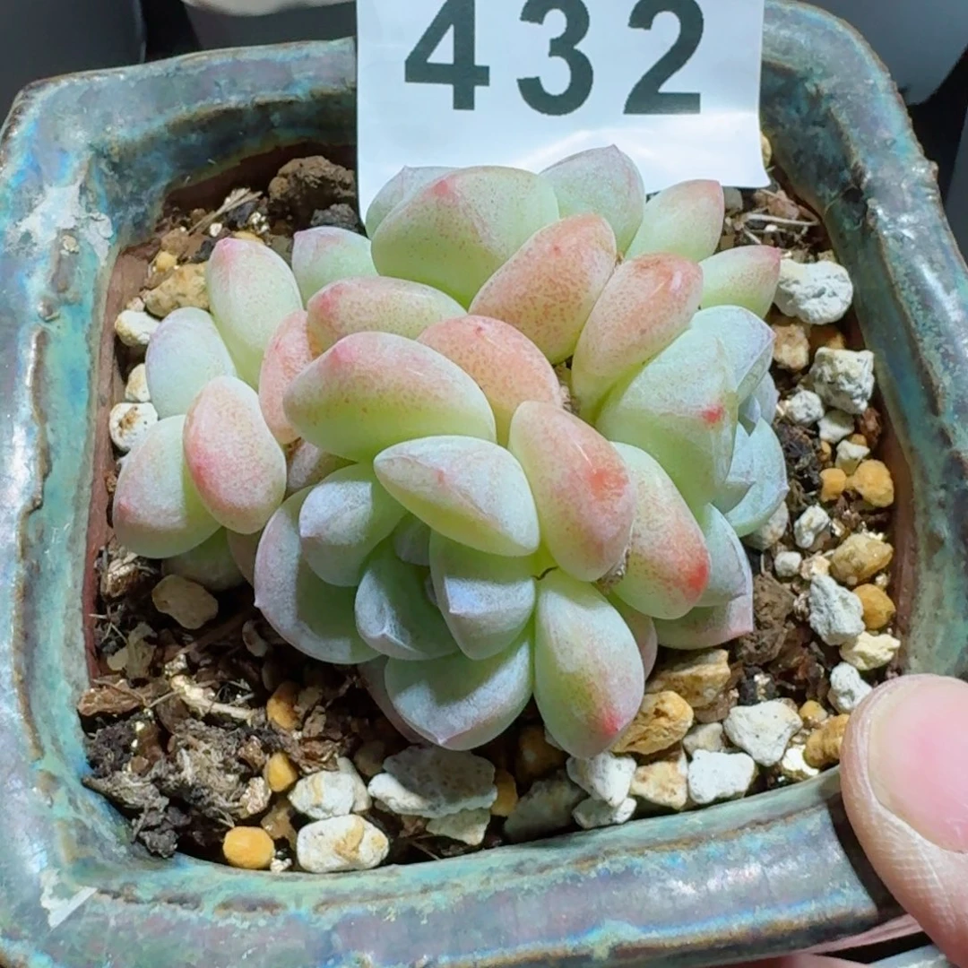 用****7冰玉群生整装无砍