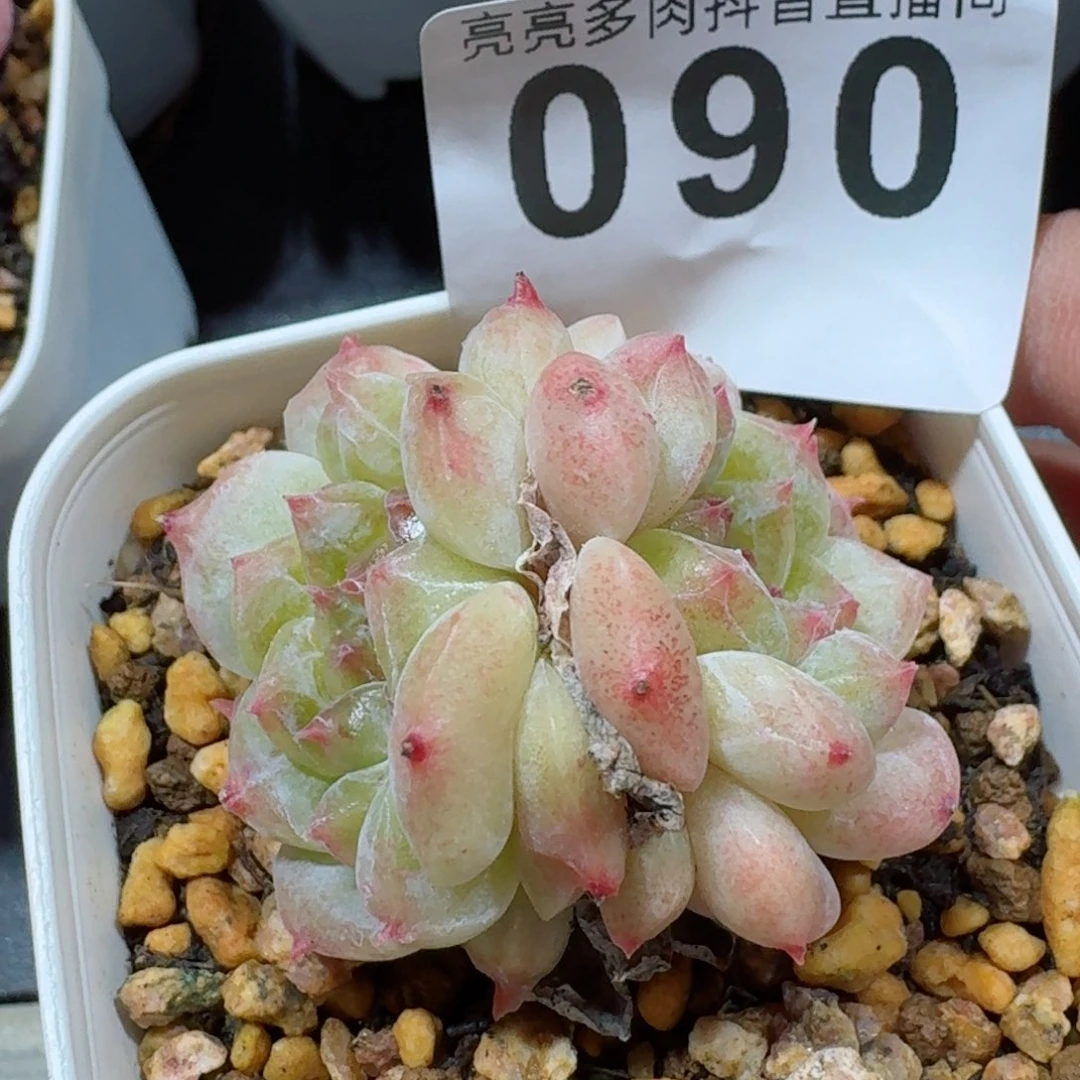 冰魄双头         精品多肉