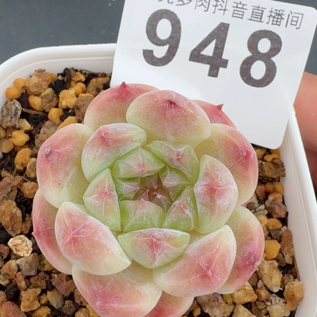 草莓冰魄         精品多肉