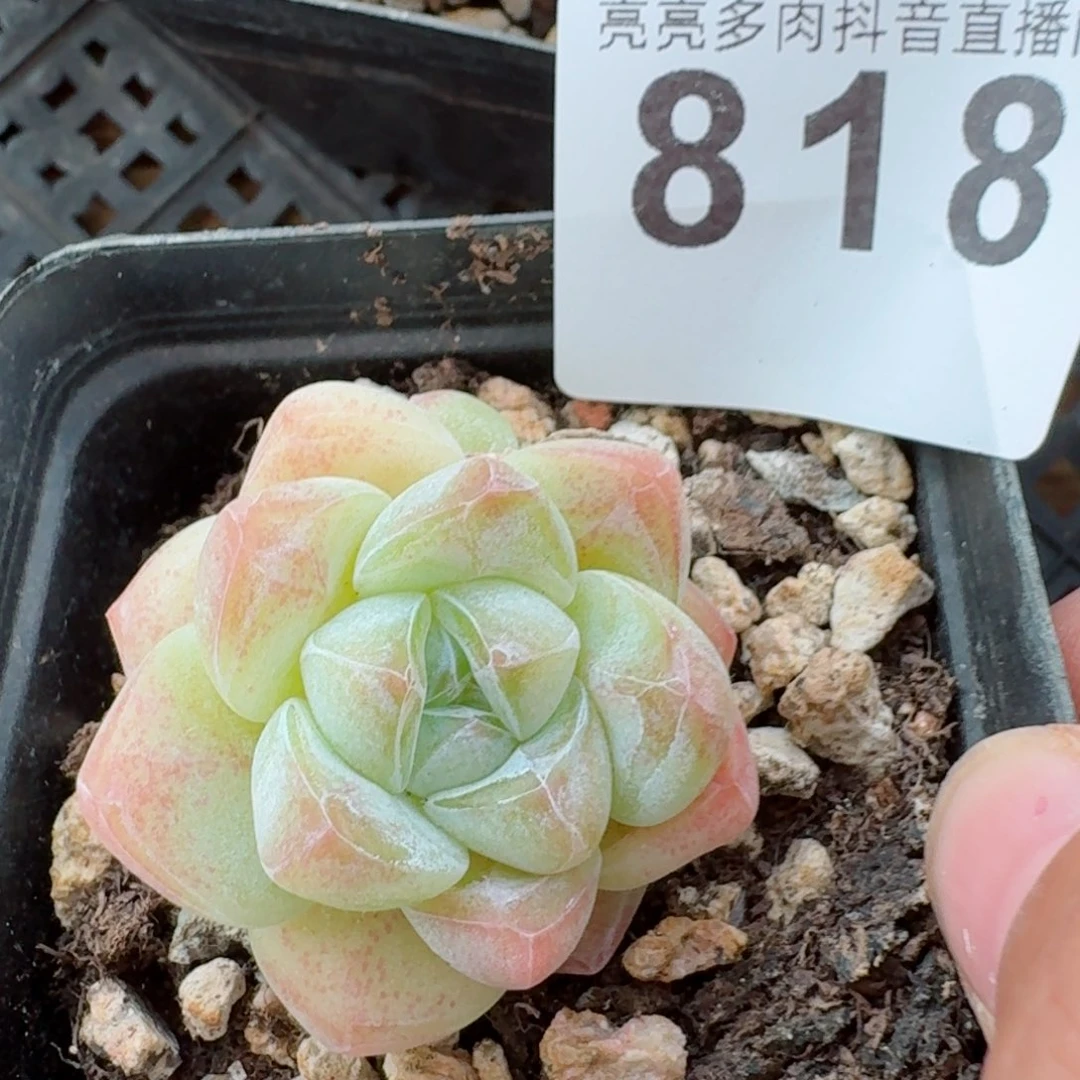冰玉福利 精品多肉