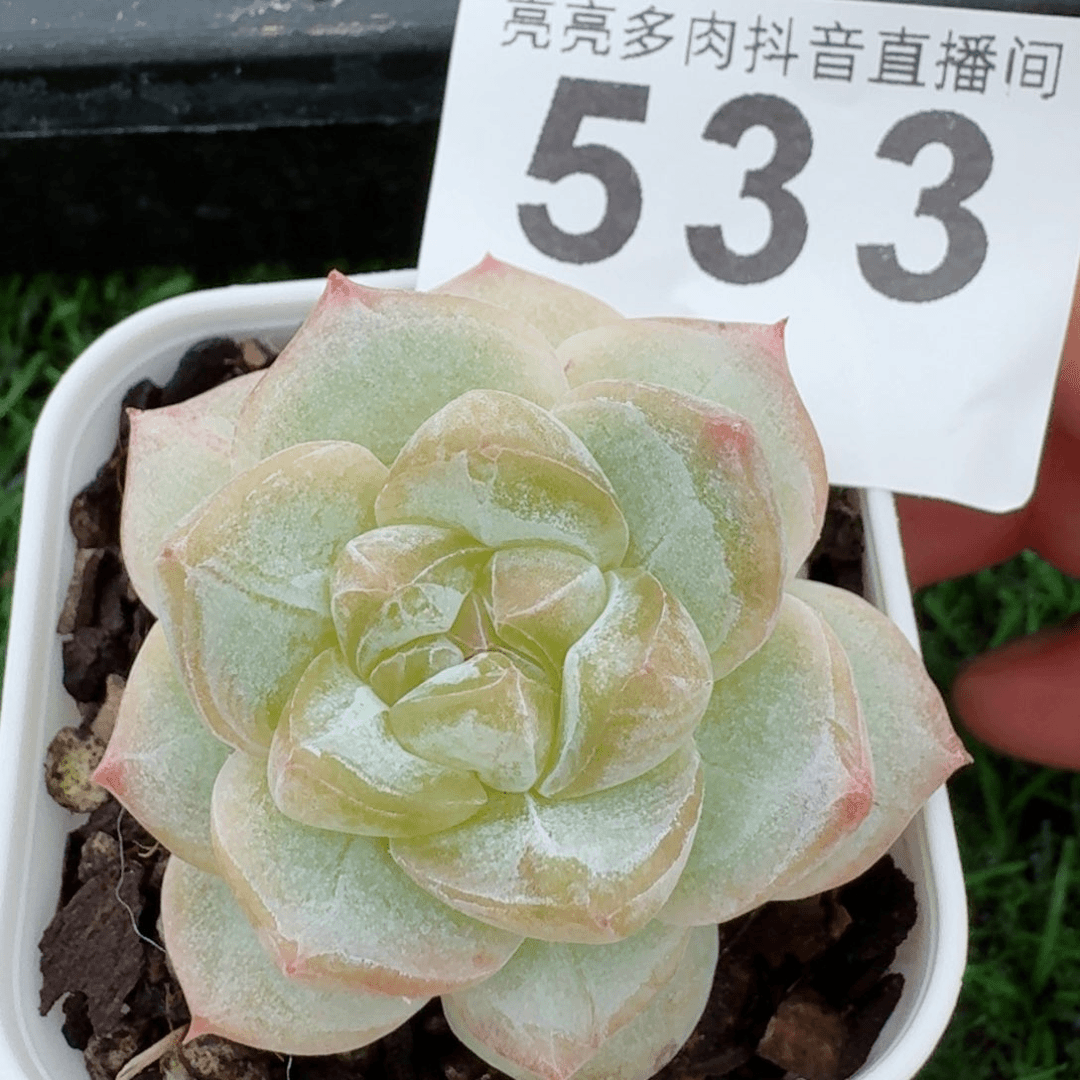 长相思         精品多肉