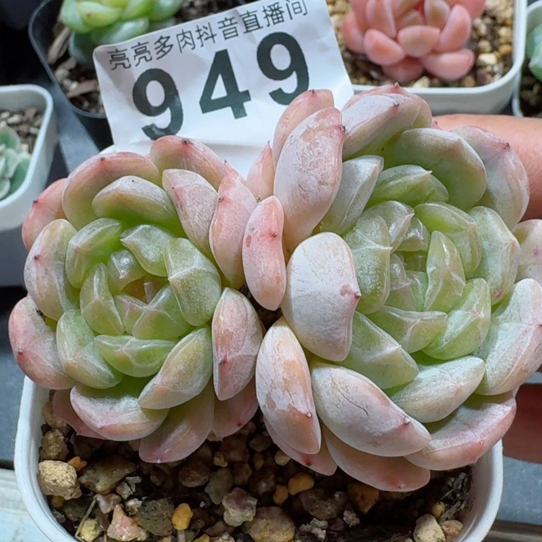 白色恋人双头老桩         精品多肉