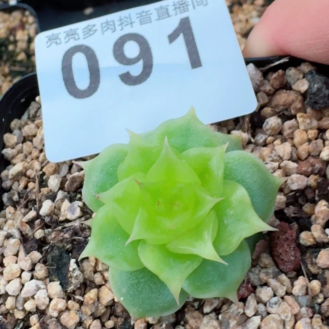 海胆珍妮         精品多肉