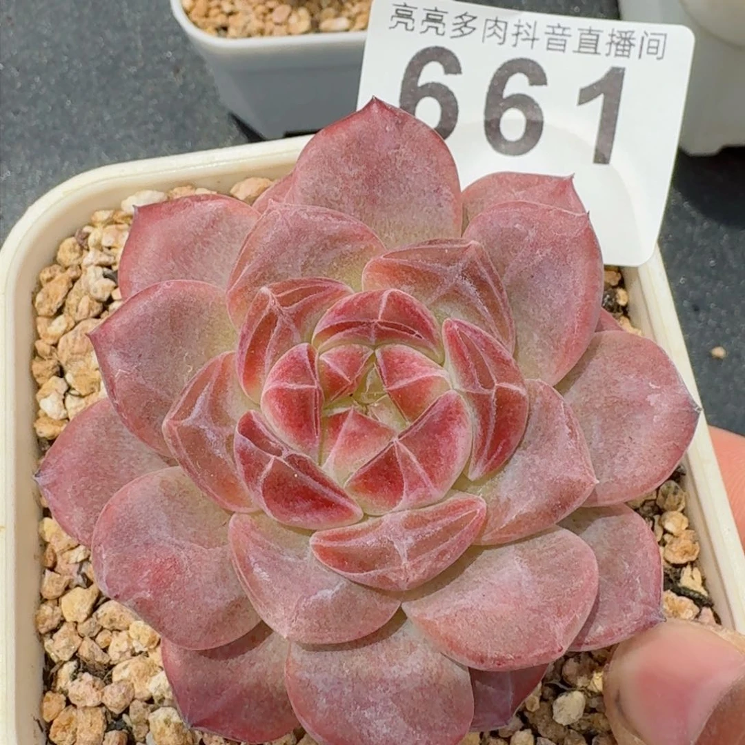 灯芯琥珀         精品多肉