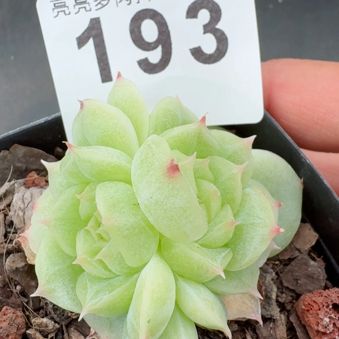 山茶花珍妮         精品多肉
