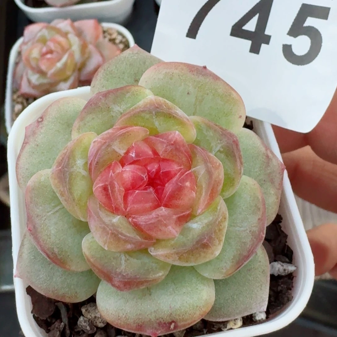 财富系列         精品多肉