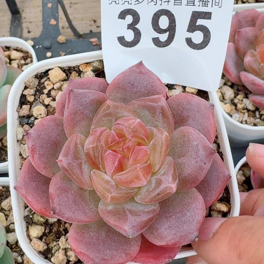 灯芯琥珀         精品多肉