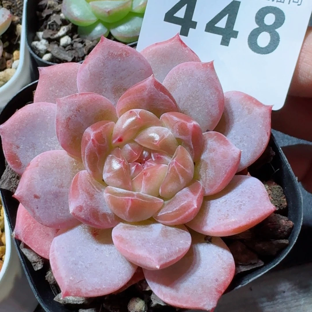 醉红珍妮         精品多肉