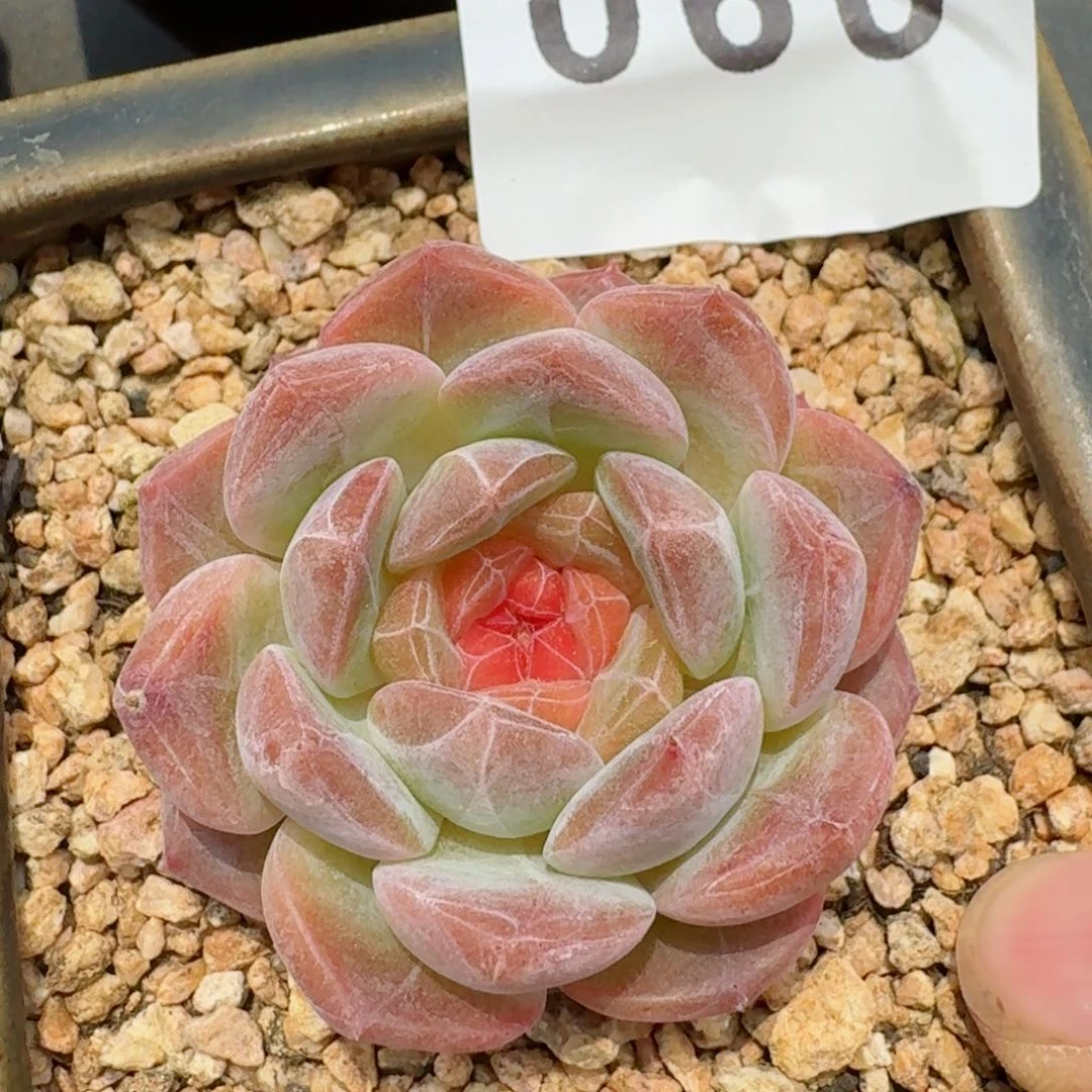 草莓虎魄         精品多肉