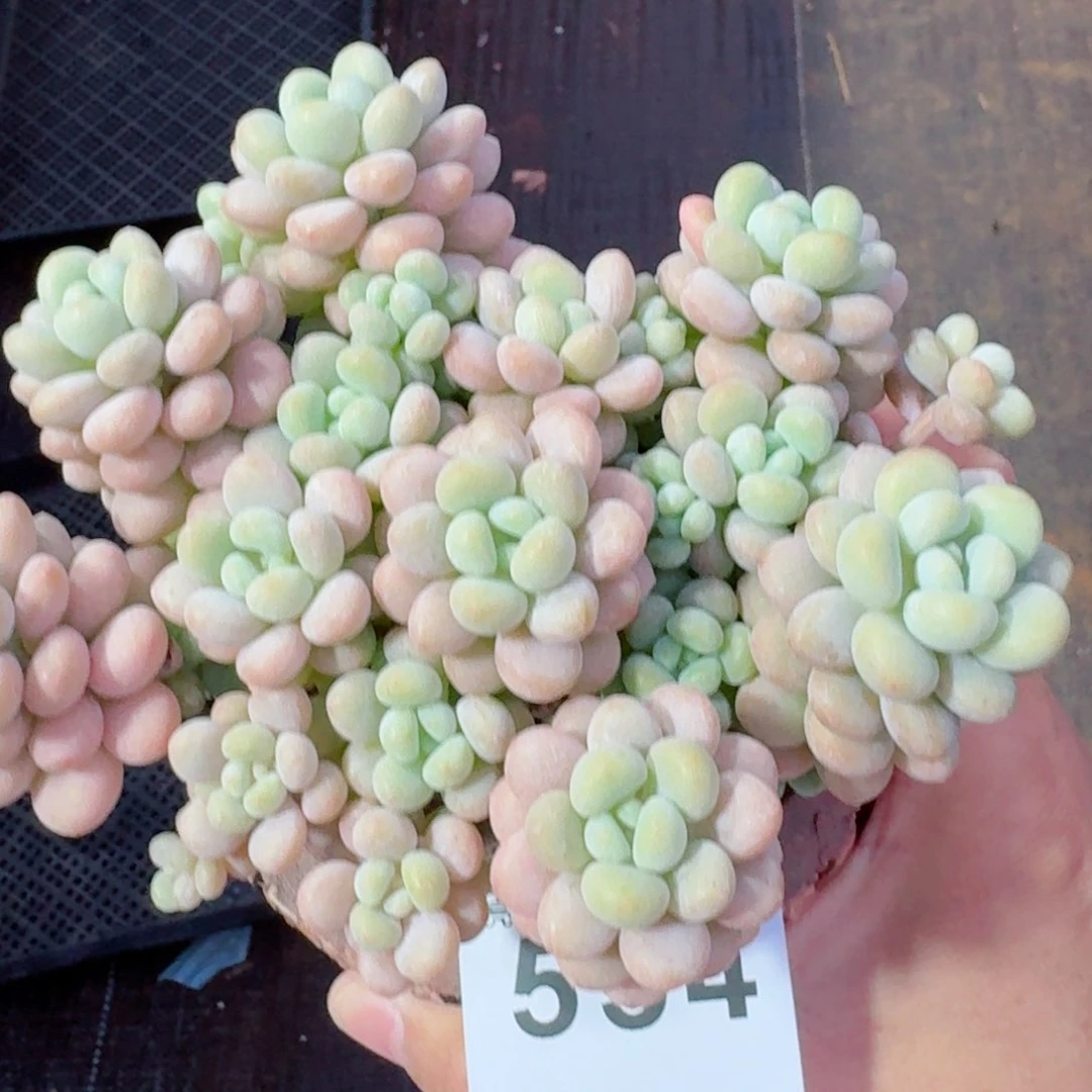 洛可可老桩         精品多肉