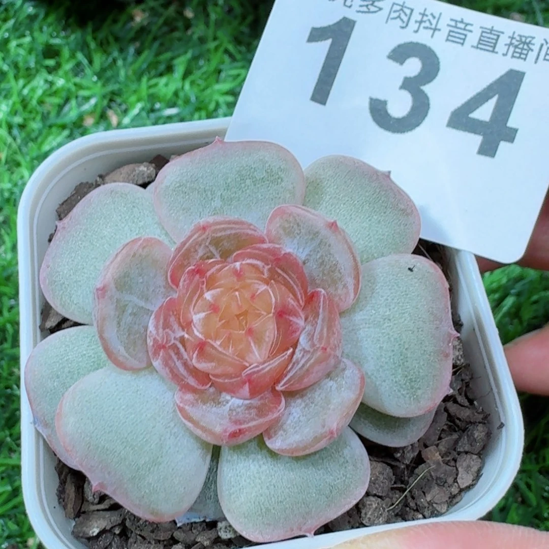 彩色恋人         精品多肉