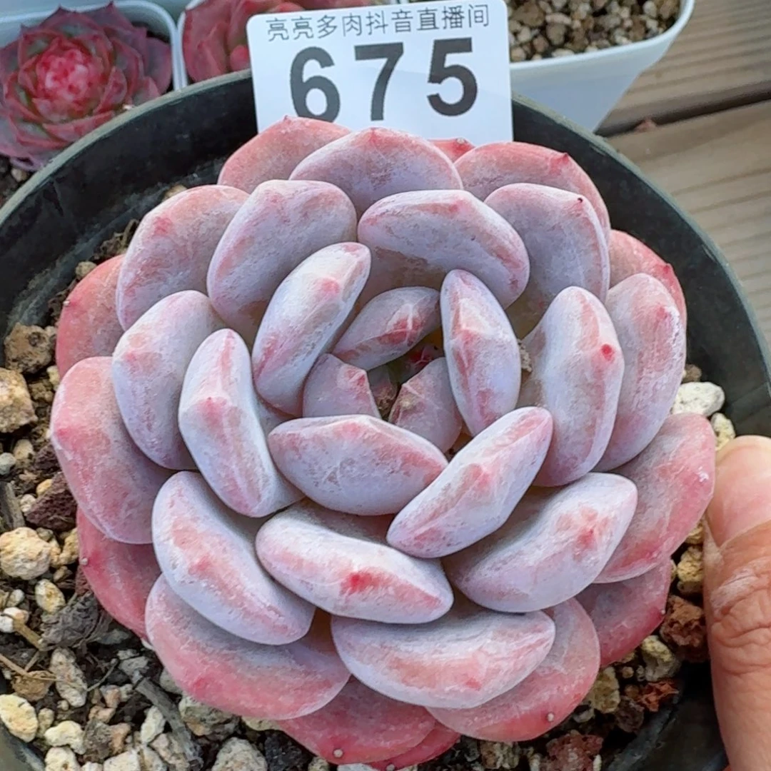 橙梦露         精品多肉