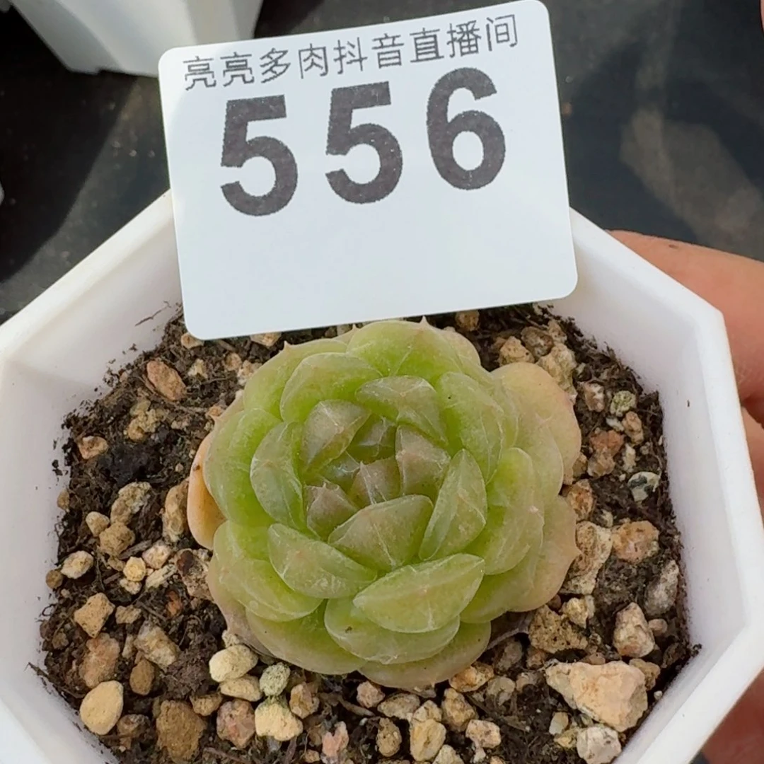 白色恋人         精品多肉