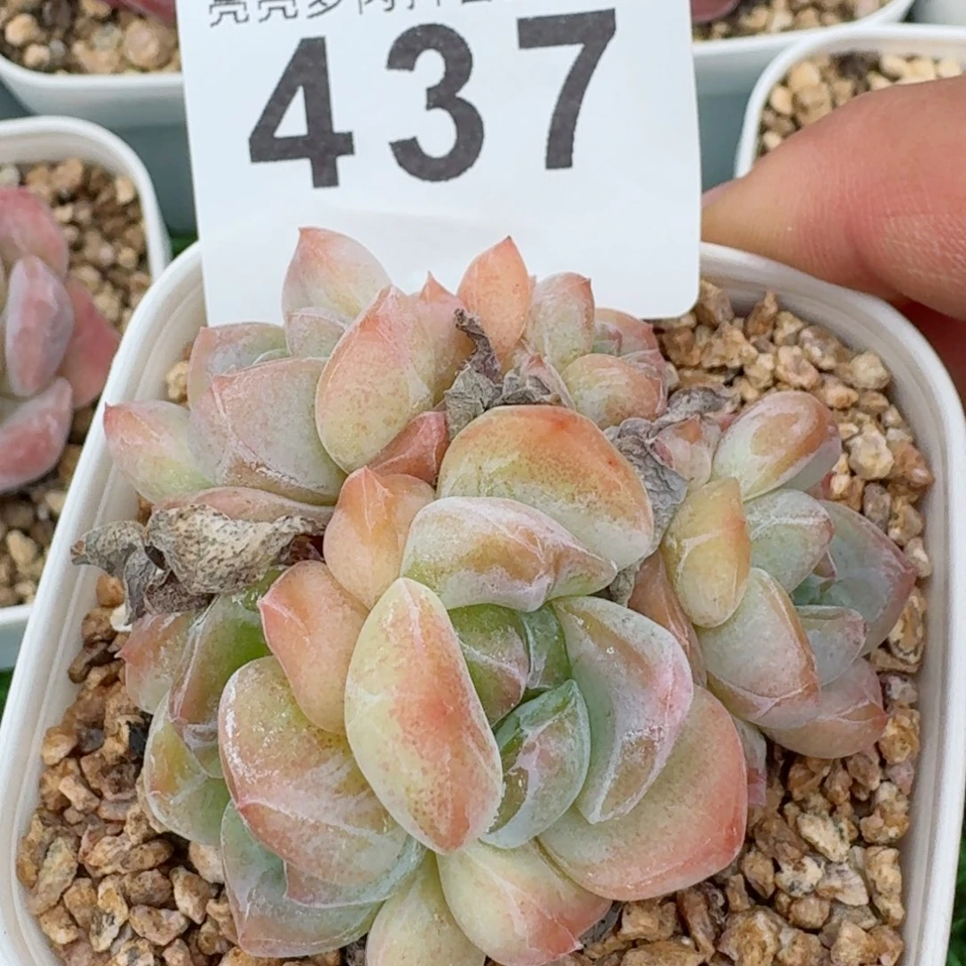 厚梦5头群生整装         精品多肉