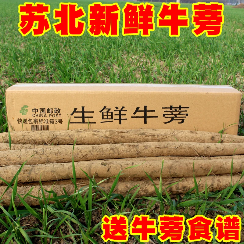 安疗榨汁发货新鲜黄皮牛蒡根炒菜炖菜煲汤美味农家自种晒干片泡茶