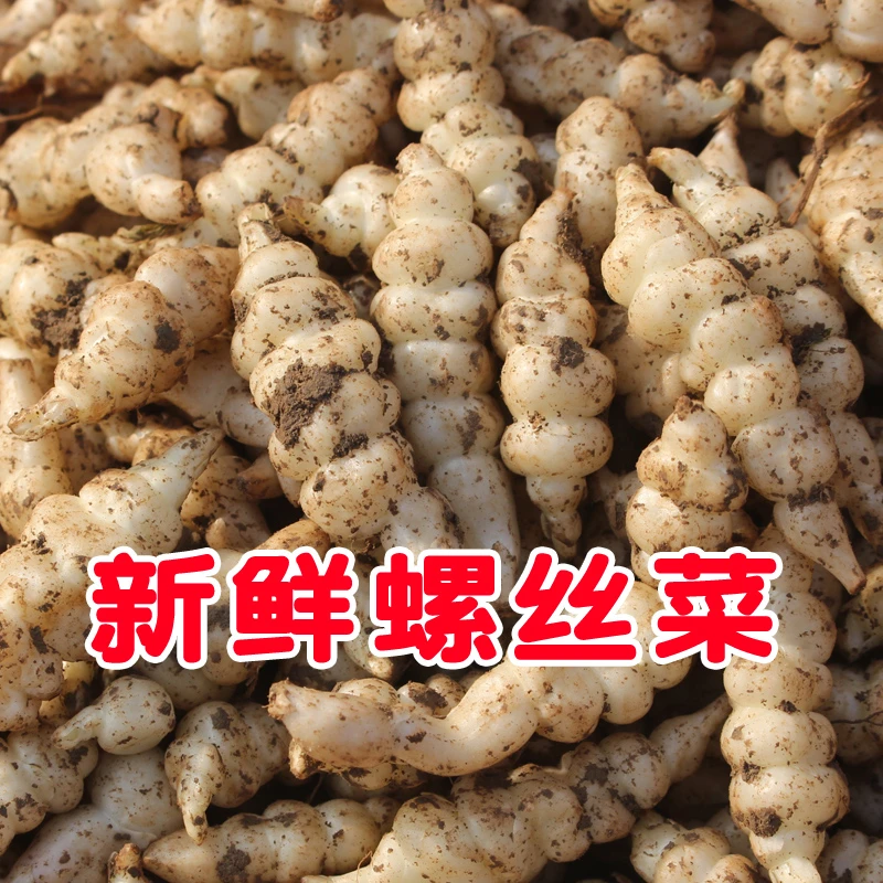 带芽螺丝菜新鲜宝塔菜地环种植甘露草石蚕地牯牛地葫芦农家自种菜