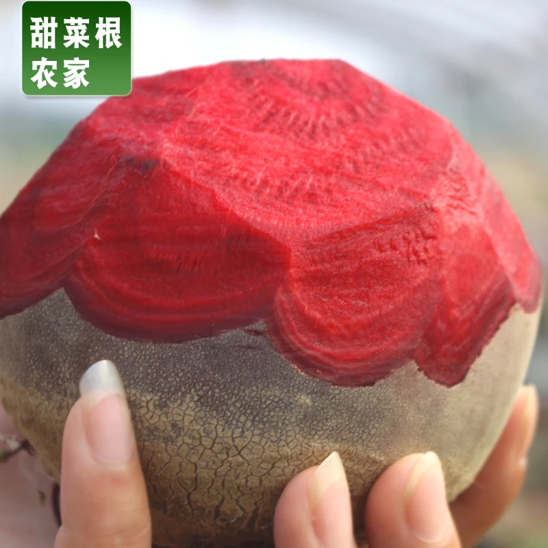 5斤装2024现挖甜菜根新鲜甜菜头红菜头紫菜头榨汁农产品蔬菜凉拌