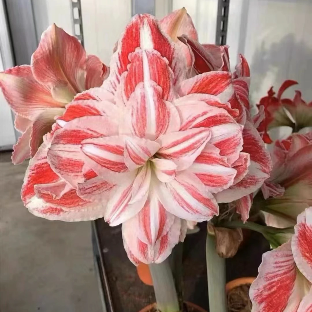 朱顶红园艺惊奇铃声花