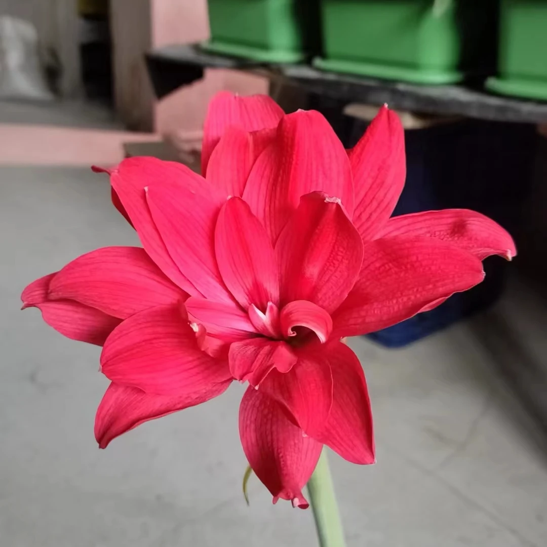朱顶红园艺153花
