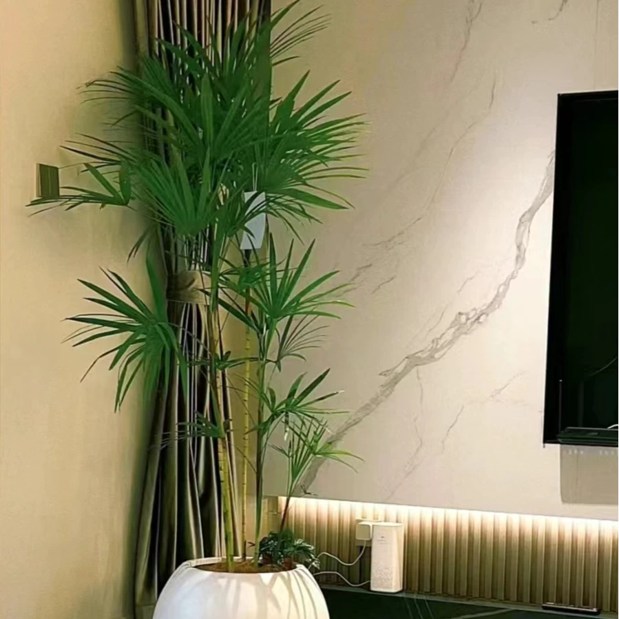 茂鑫林园林#金山棕竹网红植物