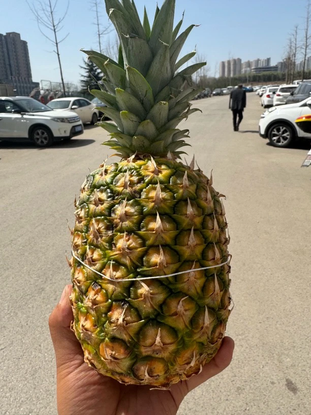 凤梨 【可切块】 单果1750克左右