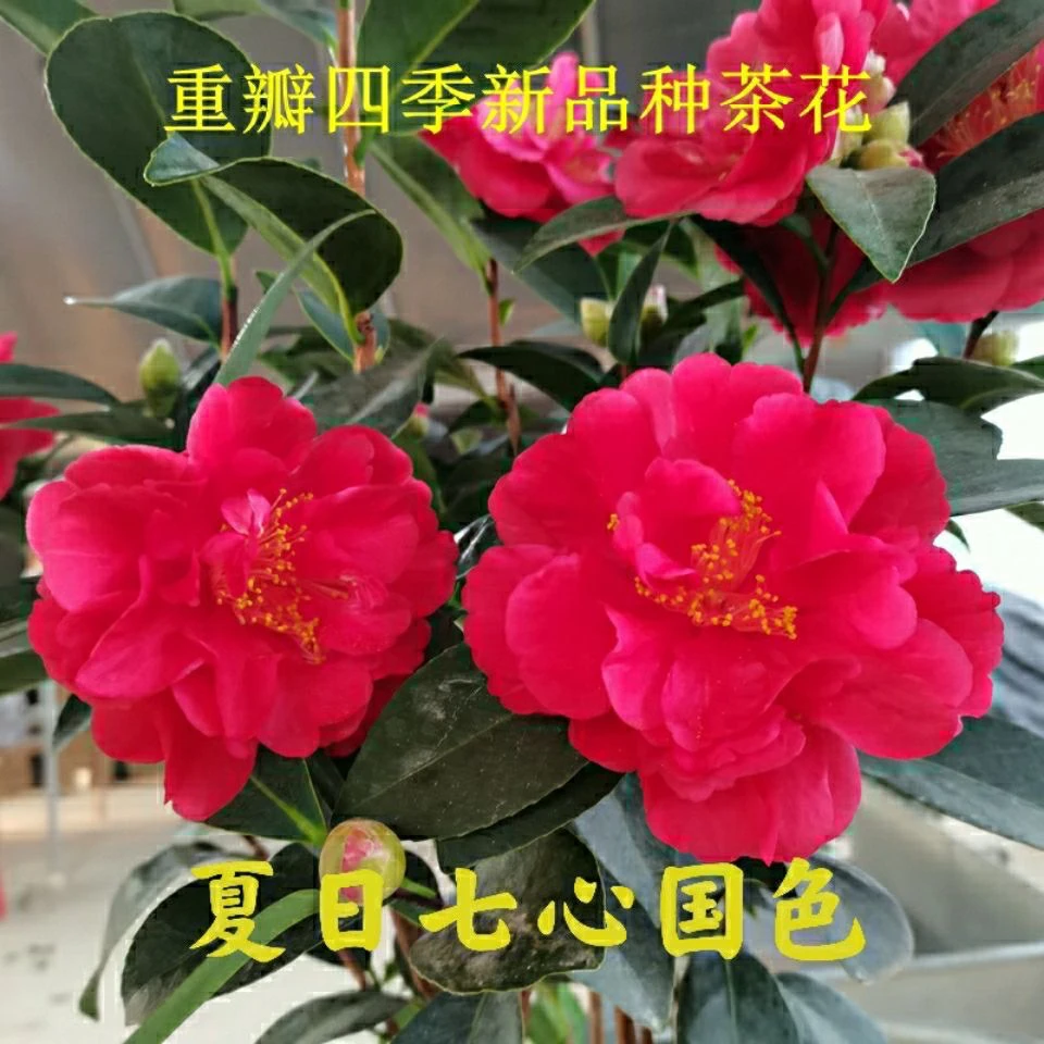 四季茶花带花苞盆栽夏日系列产品四季开花四季常绿红花重瓣大花型
