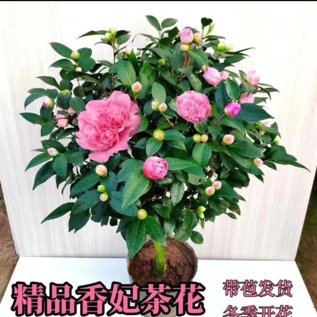 浓香型茶花香妃烈香香水味茶花树盆栽耐寒耐热好养易活室内室外花
