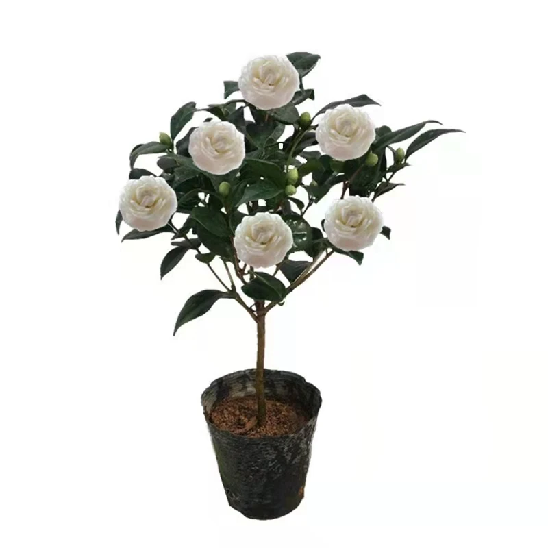 东方亮白茶花盆栽纯白水晶白好养的茶花苗室内四季庭院别墅花卉