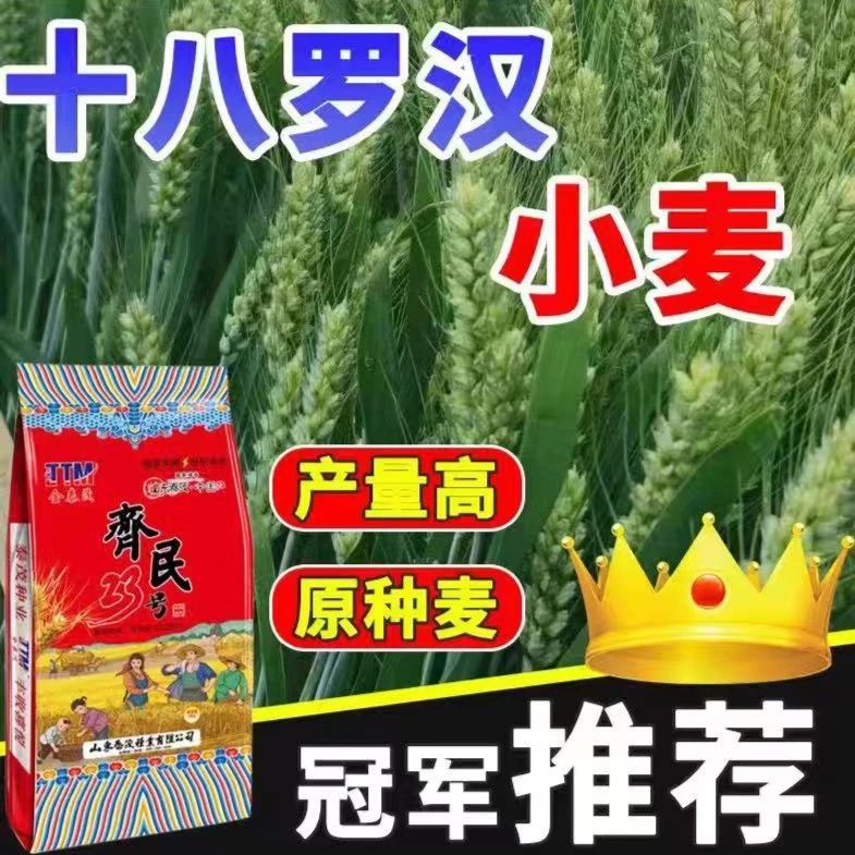 优质冬小麦种子高产齐民23号小麦种矮秆抗倒大穗原种春秋播