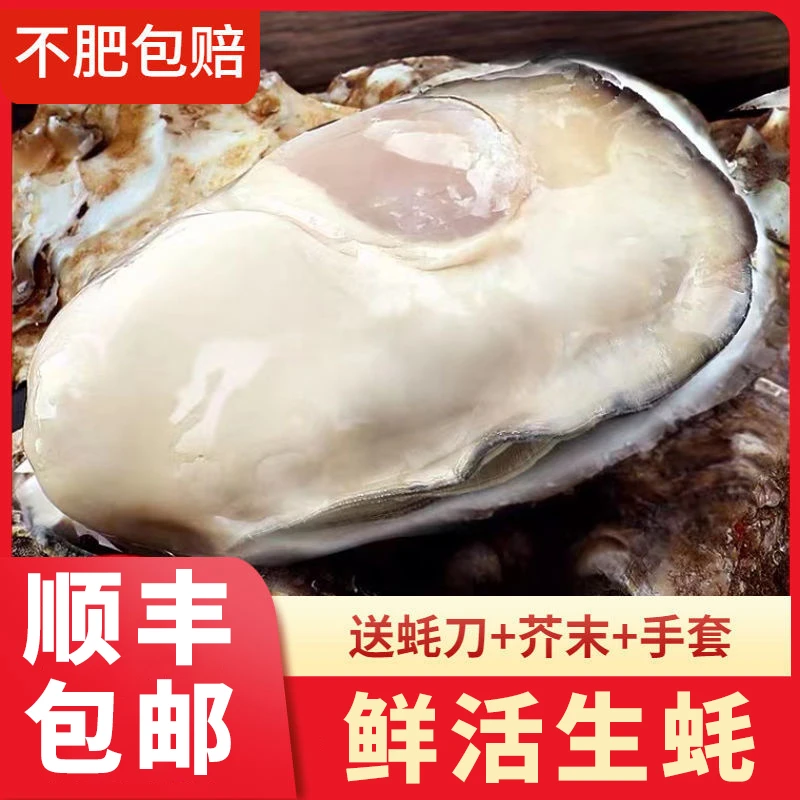 【精品生鲜活生蚝】正宗乳山生蚝原产地直发新鲜牡蛎生鲜海鲜5斤/箱